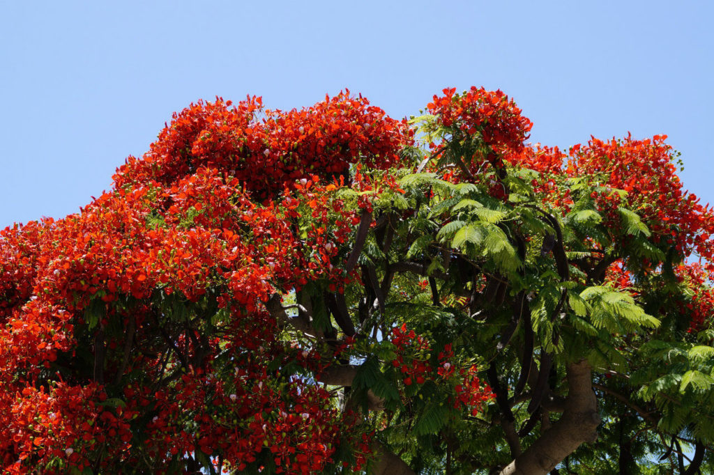 385Life #Flamboyant Tree, #PuertoRico, Why Gardening is Good for the Soul